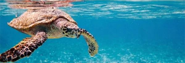 海洋生態系や環境配慮を象徴する澄んだ海を泳ぐウミガメ