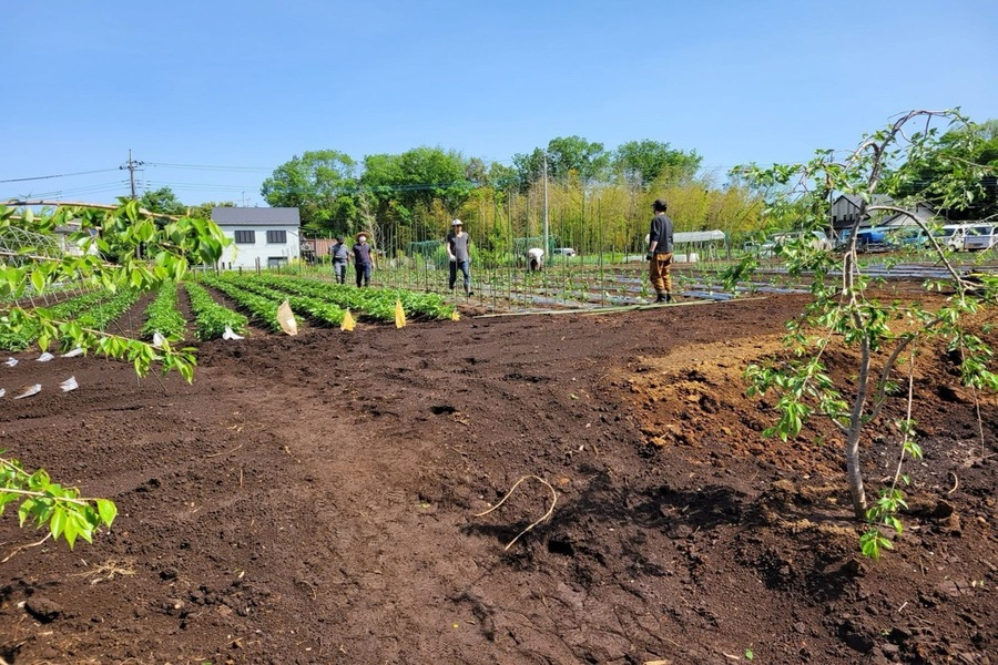 野菜苗植え作業