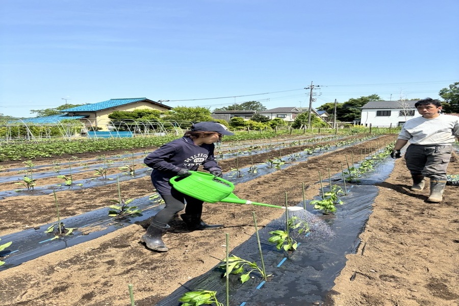 野菜苗植え作業２